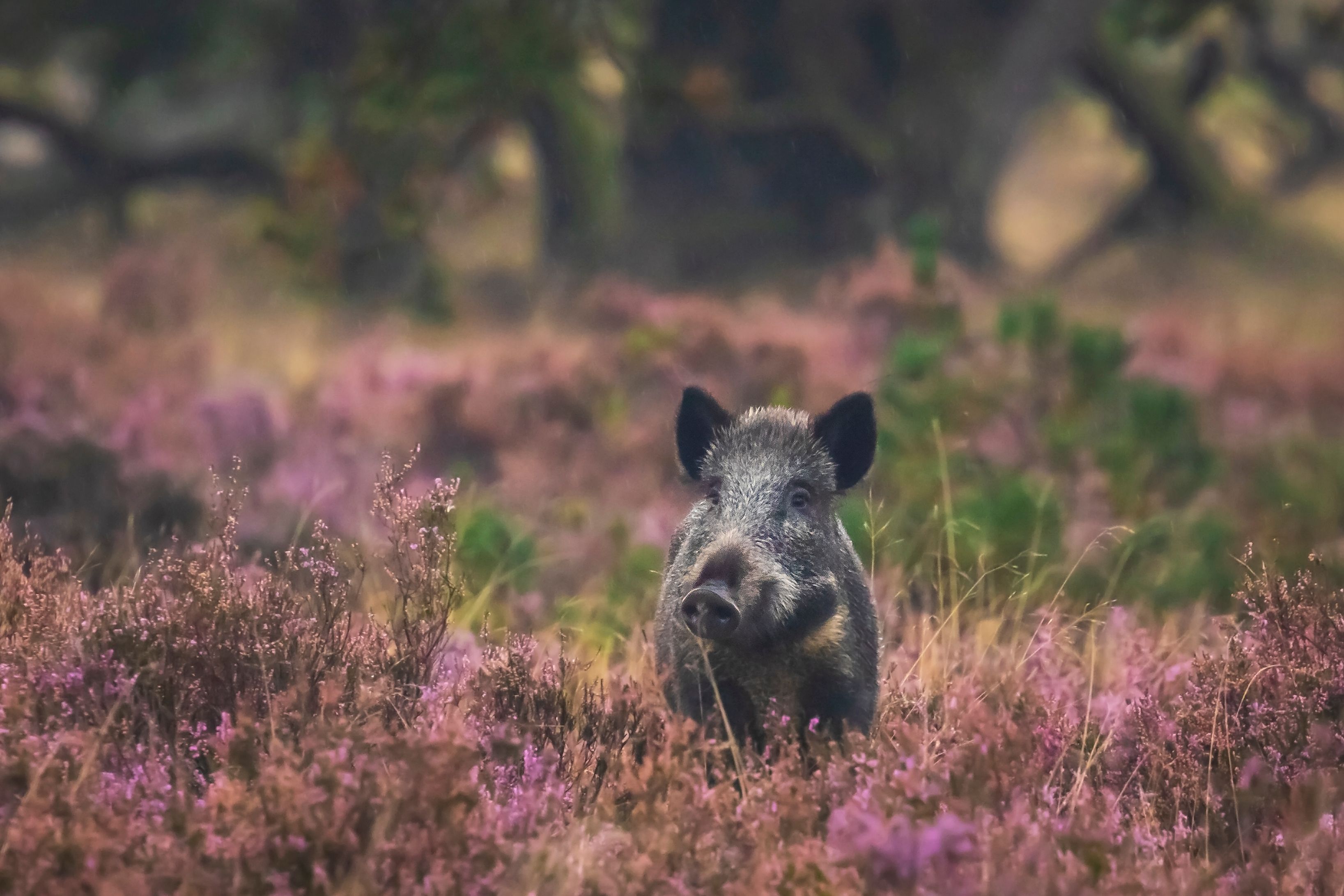 Routekaart ontwikkeling natuur én vakantieparken